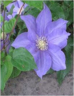     Clematis 